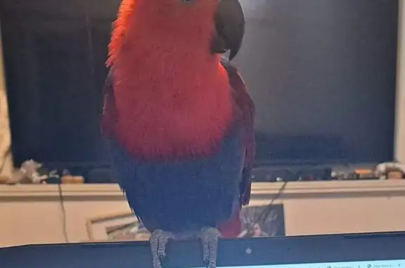 Lost Eclectus Parrot 'Sweetie' in 5022!