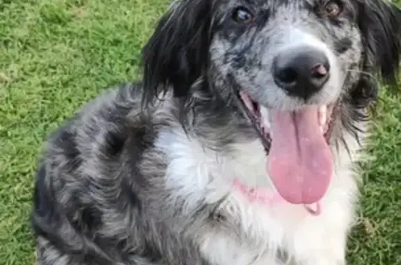 Lost Aussie Doodle: Penny on Balmain Rd