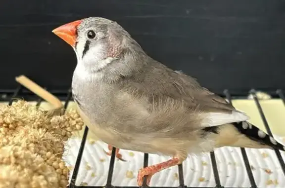 Found Zebra Finch at Port Adel...