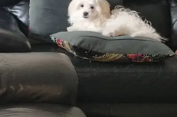 Help Find Willow: Lost Maltese...