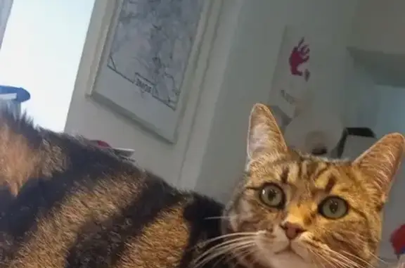 Animaux perdus , photo: Chat tigré disparu à Venizy