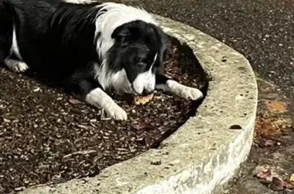 Chien trouvé Bordeaux, photo: Border collie mâle trouvé à Nansouty