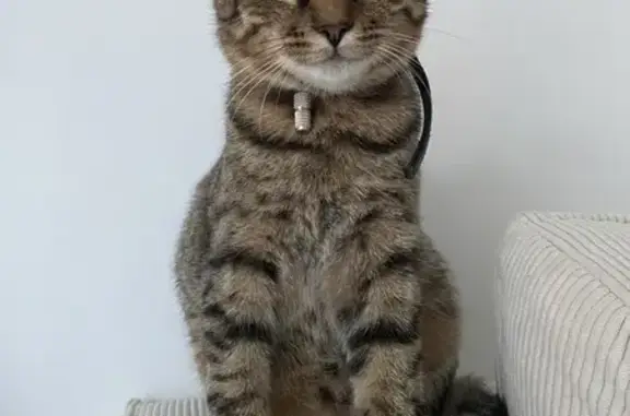 Animaux perdus La Baule-Escoublac, photo: Chat tigré perdu, femelle, La Baule