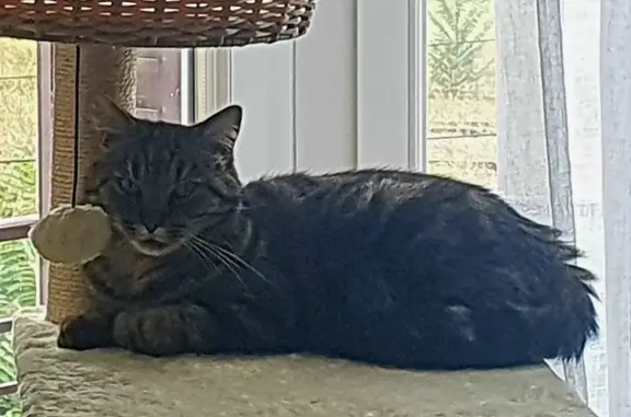 Chat perdu, Montluçon, photo: Chat tigré disparu à Montluçon