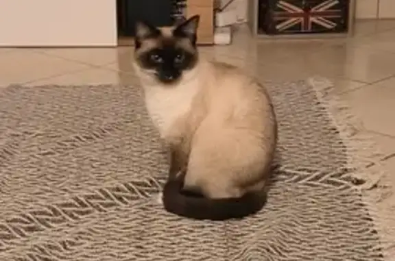 Chat perdu, Aytré, photo: Chatte seal point disparue à Aytré