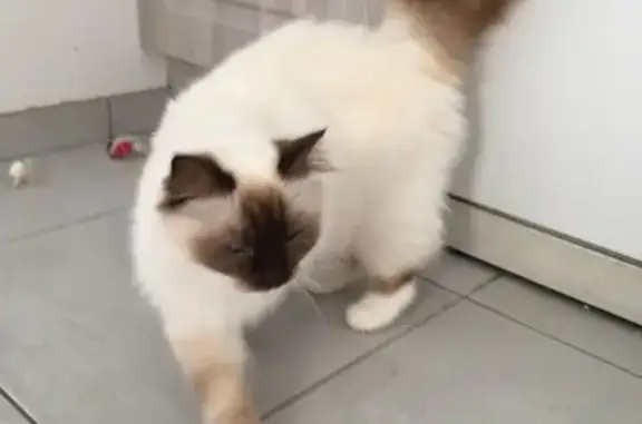Animaux perdus , photo: Chatte sacrée de Birmanie perdue à Barneville