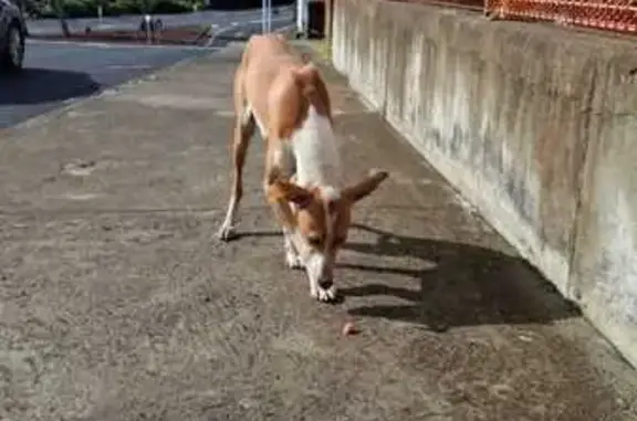 Cachorra Perdida en Breña Alta...