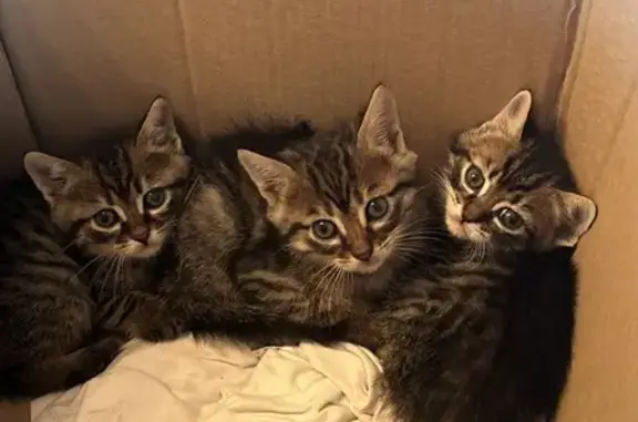 Chat et 3 chatons trouvés à Lempty - photo