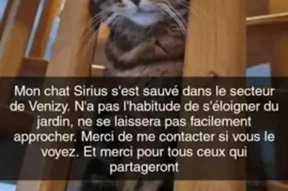 Animaux perdus , photo: Chat européen tigré perdu à Venizy