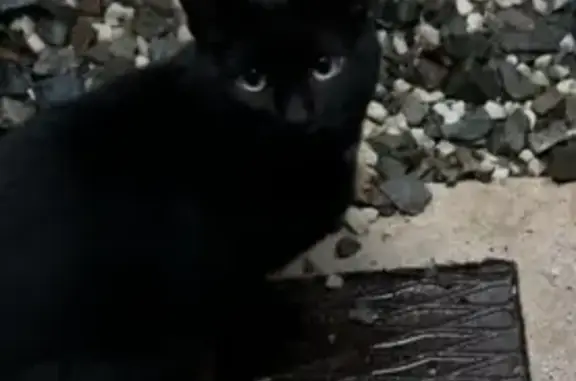 Chat noir trouvé, yeux verts, Rue du Bœuf - photo