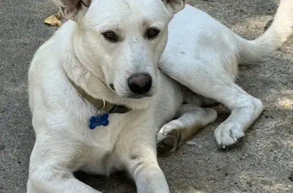 Missing White Dog: Bolen Huse Rd, Memphis