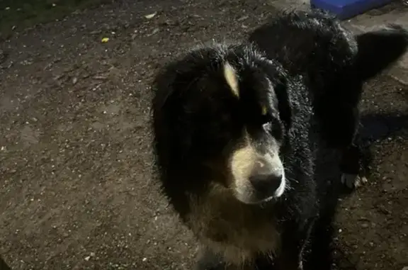 Jeune Bouvier bernois trouvé à Bourg - photo