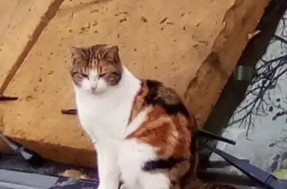 Animaux perdus , photo: Chatte craintive perdue à Val de Briey