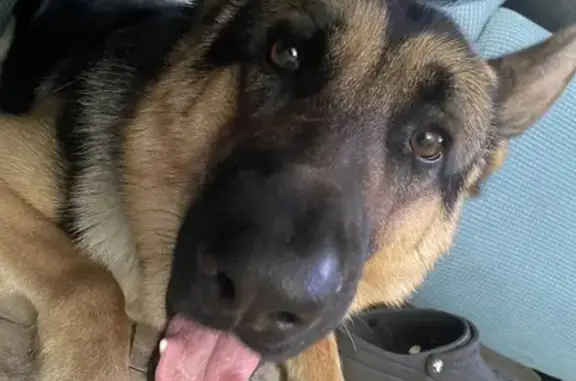 Lost German Shepherd: Ottis in Orlando