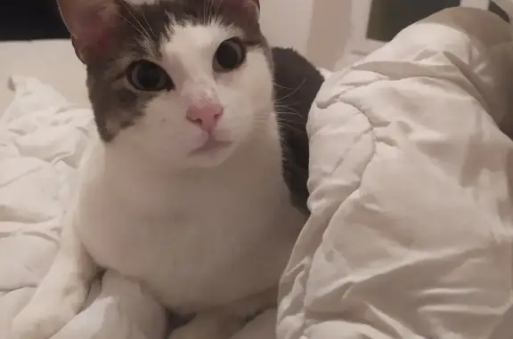 Chat européen gris/blanc trouvé au Mans - photo