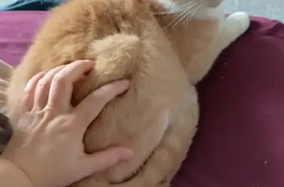 Chatte rousse et blanche trouvée à Joué - photo