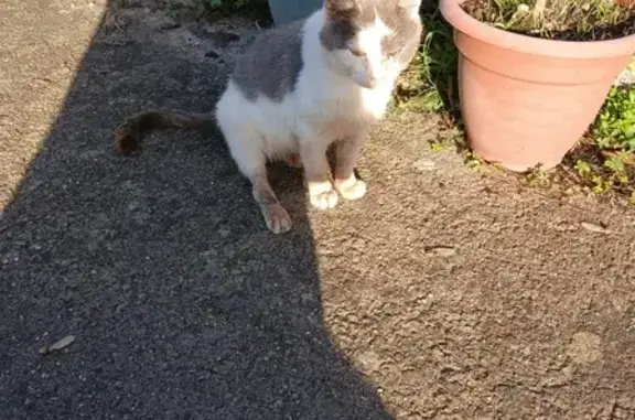 Chat errant blessé et affamé à Zimming - photo