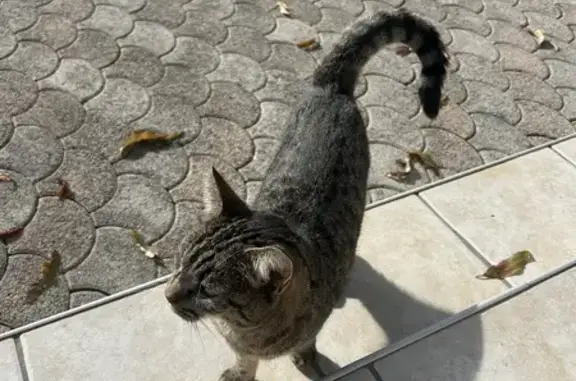 Chatte trouvée, sociable, non pucée. - photo