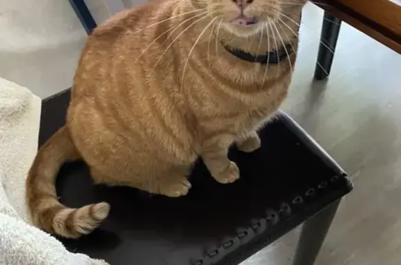 Chat perdu, Gradignan, photo: Chatte stérilisée perdue à Gradignan