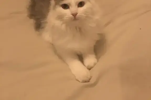 Animaux perdus Toulouse, photo: Chatte Duchesse perdue à Saint Cyprien