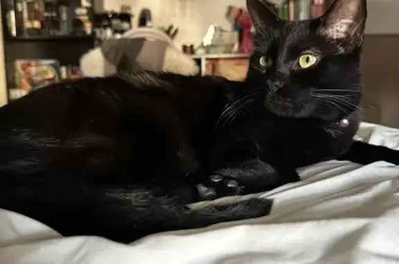 Lost Black Cat: Blue Collar, Adams St