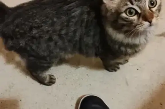 Animaux trouvés Corte, photo: Chatte tigrée non pucée trouvée à Corte