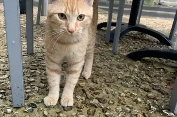 Animaux trouvés Saint-Céré, photo: Jeune chat roux trouvé à Saint-Céré