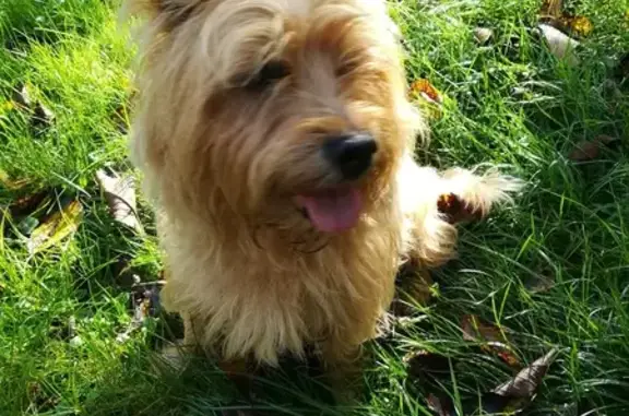 Animaux trouvés , photo: Kern terrier jaune trouvé à Verneuil