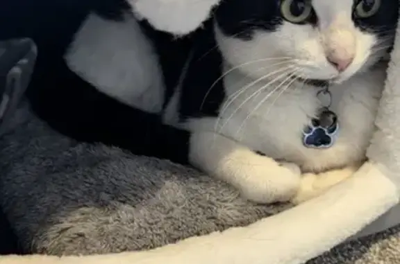 Lost Black & White Cat in Taff Embankment