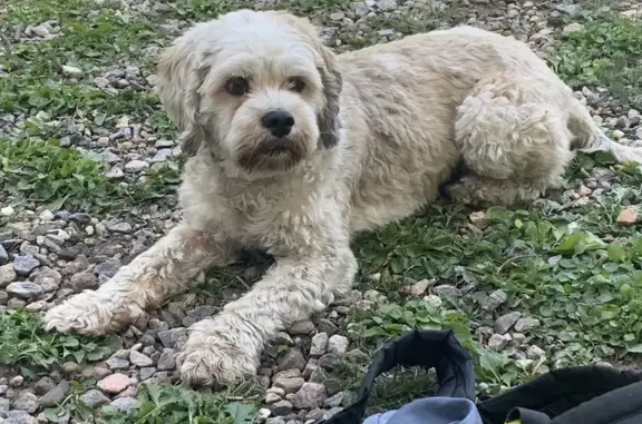 Lost Off-White Cocker Spaniel in Princeton