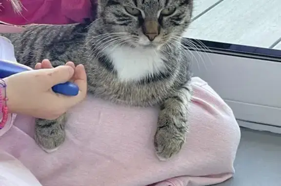 Chat tigré trouvé près de l'Étoile - photo
