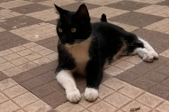 Perdido: Gato Blanco y Negro en Santa Cruz