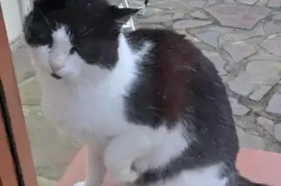 Chat mâle 3 ans trouvé, noir et blanc, Coutances - photo