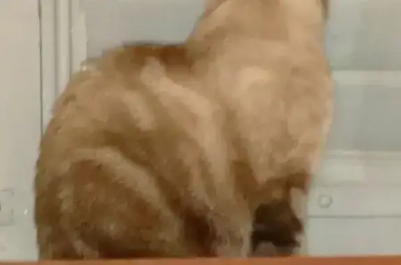 Chat perdu, , photo: Chatte croisée siamoise perdue à Château-Gontier