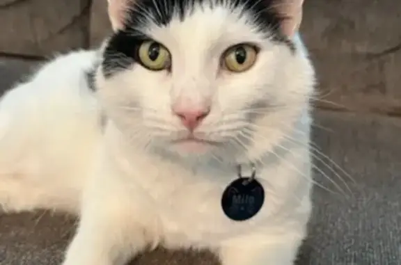 Missing Cat: Milo, White with Black Spots