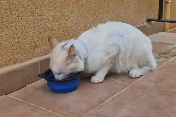 Gato Cariñoso con Collar Morad...