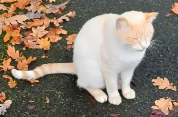 Chat mâle trouvé, blanc et roux, à Niort - photo