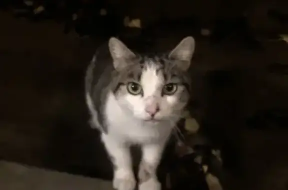 Chat femelle tigrée trouvée à Poitiers - photo