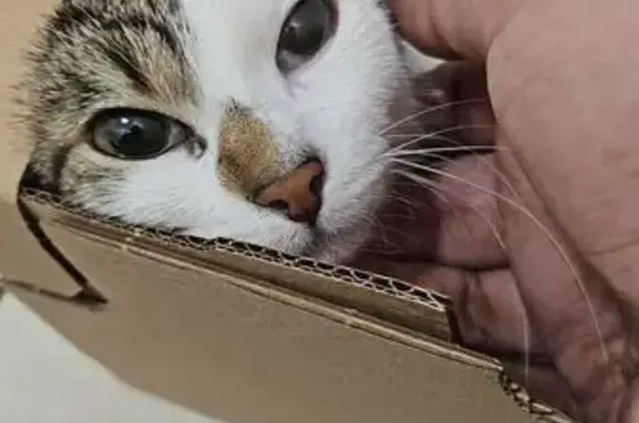 Jeune chat mâle tricolore trouvé Besançon - photo