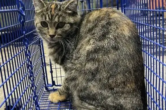 Missing 5-Month Feral Tabby in Hilliard