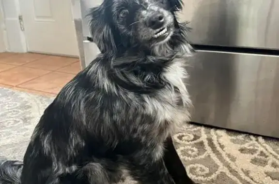 Lost Mini Aussie Mix on North State St