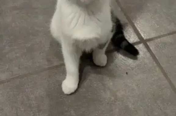 Chat trouvé , photo: Chaton câlin de 2 mois à adopter