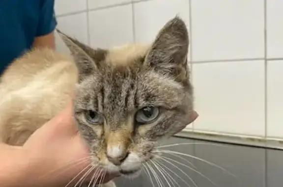 Chat mâle âgé trouvé faible à Toulouse - photo