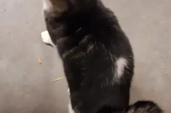 Chatte trouvée affectueuse à Lille - photo