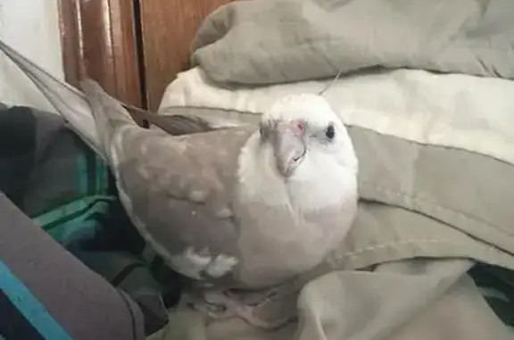 Lost Cockatiel on Hempstead Turnpike