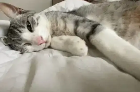 Chat perdu, Nouvelle-Aquitaine, photo: Chat blanc et gris 2 ans perdu à Talence