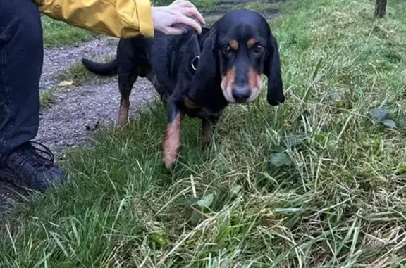 Chien noir type basset trouvé à Val-de-Saâne - photo