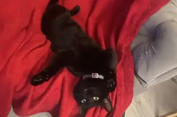 Animaux perdus Tressange, photo: Chatte noire 18 mois perdue à Tressange