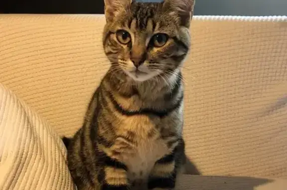 Jeune chat mâle tigré trouvé à Trélazé - photo