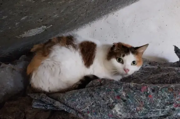Chat trouvé Cognin, photo: Chatte tricolore craintive à Cognin